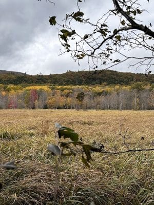 Jesup Path and Hemlock Path Loop