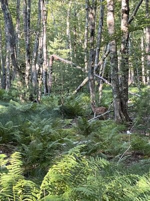 Jesup Path and Hemlock Path Loop