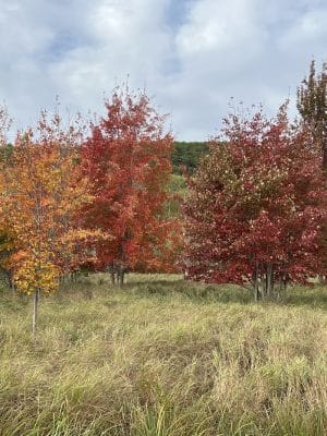 Jesup Path and Hemlock Path Loop