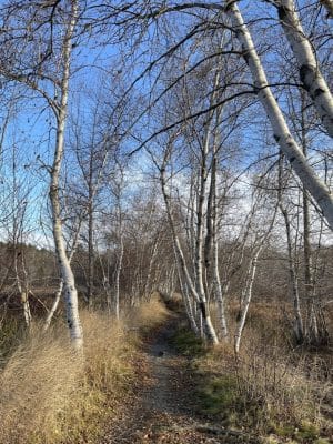 Jesup Path and Hemlock Path Loop