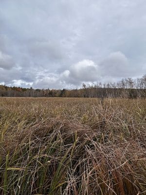 Jesup Path and Hemlock Path Loop