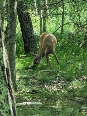 Jesup Path and Hemlock Path Loop