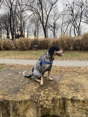 Bourbon City Bark Park