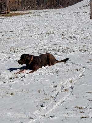 Bourbon City Bark Park
