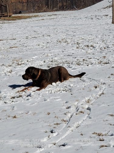Bourbon City Bark Park - Bardstown, KY