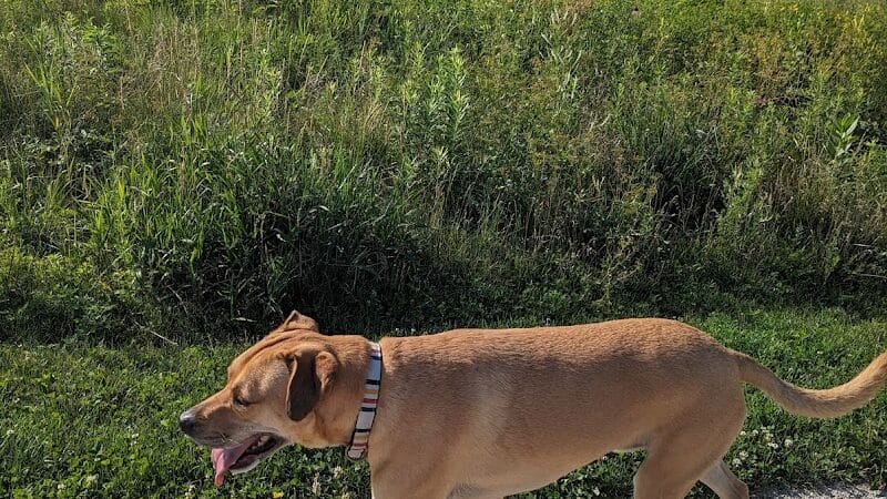 Hawk Hollow Dog Park - Bartlett, IL