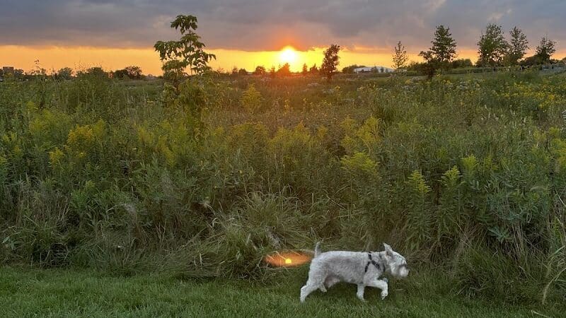 Hawk Hollow Dog Park - Bartlett, IL