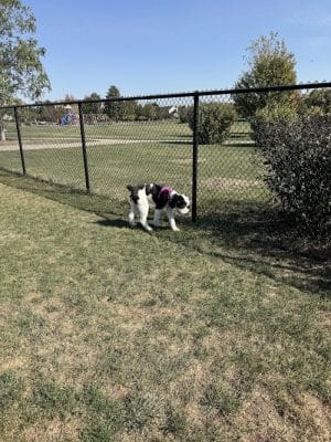 Riley's Run Dog Park