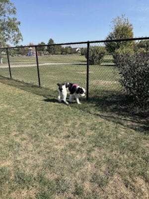 Riley's Run Dog Park
