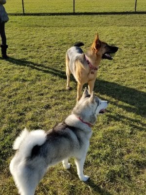 Riley's Run Dog Park