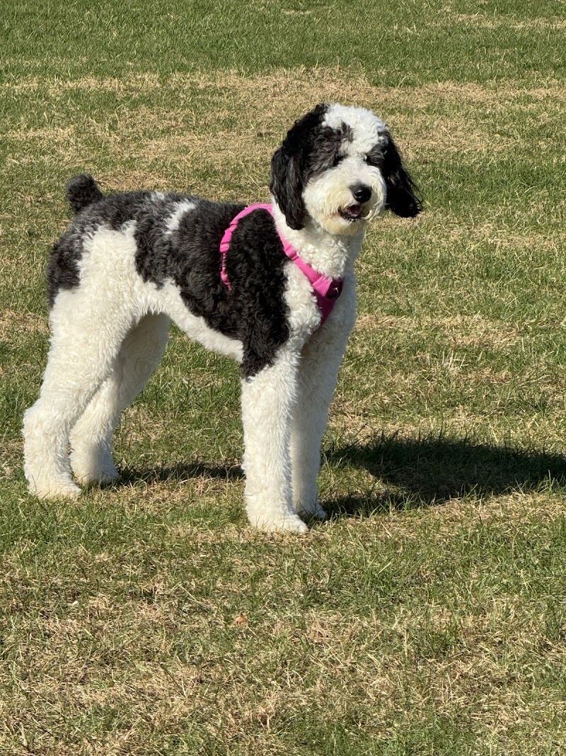 Riley's Run Dog Park - Bartlett, IL