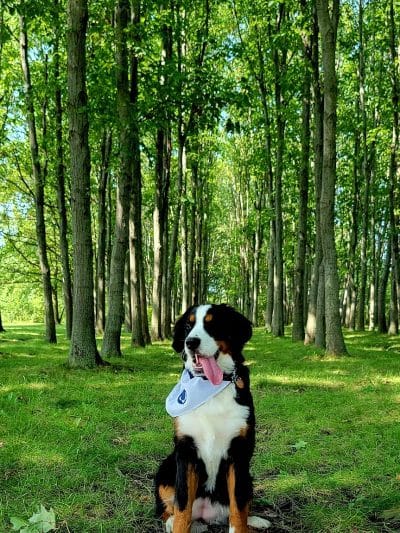 West Main Community and Bark Park - Batavia, IL