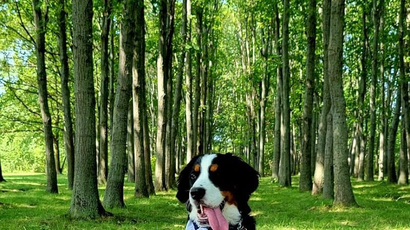 West Main Community and Bark Park - Batavia, IL