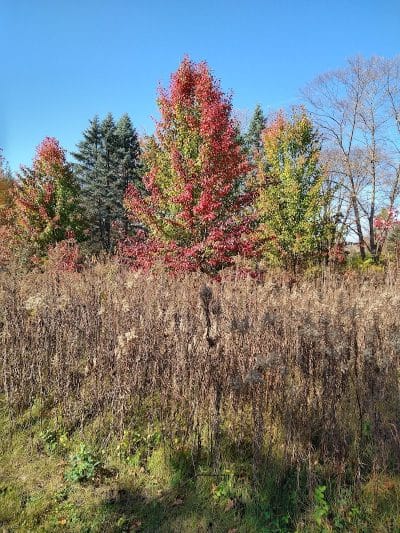 West Main Community and Bark Park - Batavia, IL