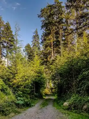 Bush Pioneer Park