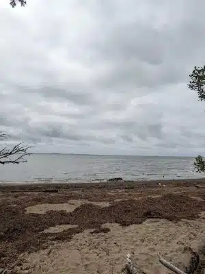 Bush Pioneer Park