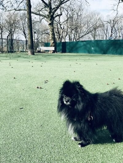 Dog Run - Bayonne, NJ