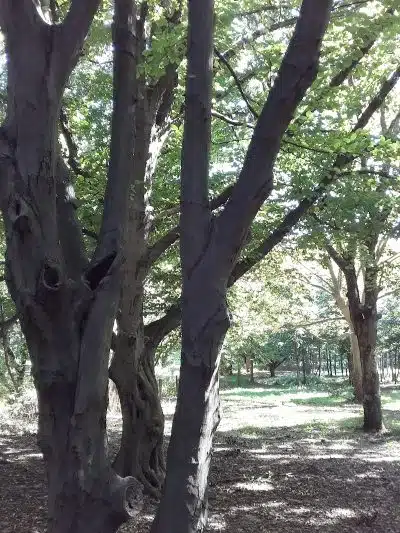 Springfield Playground - Bayside, NY