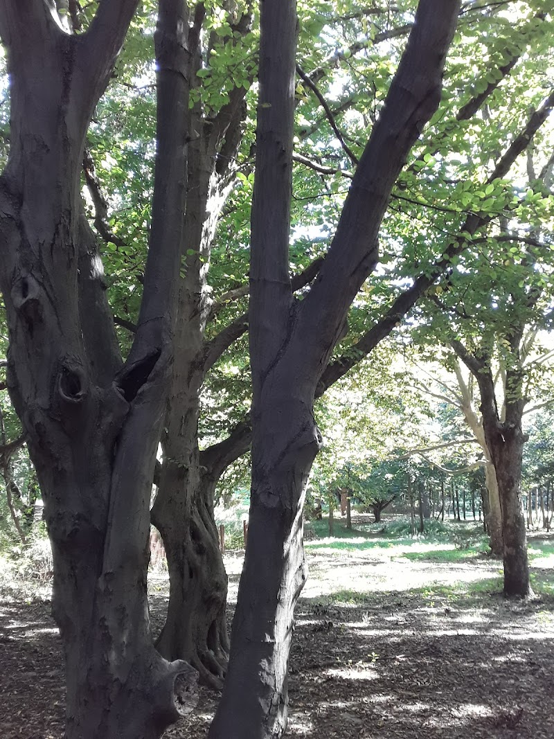 Springfield Playground - Bayside, NY
