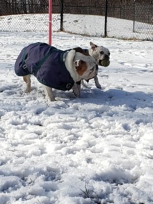 Friends of Beacon Dog Park - Beacon, NY