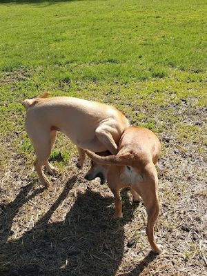 Friends of Beacon Dog Park - Beacon, NY