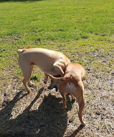 Friends of Beacon Dog Park - Beacon, NY