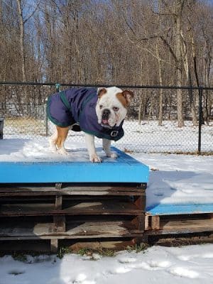 Friends of Beacon Dog Park - Beacon, NY