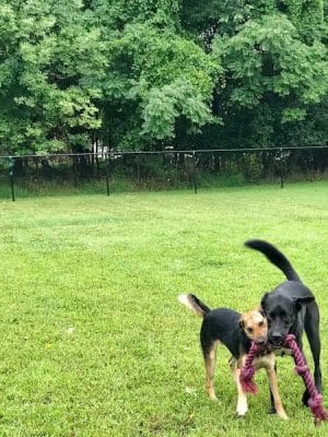 Friends of Beacon Dog Park - Beacon, NY