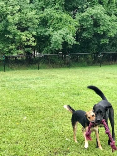 Friends of Beacon Dog Park - Beacon, NY