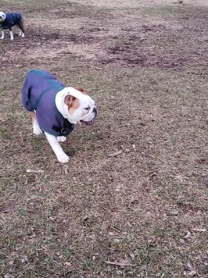 Friends of Beacon Dog Park - Beacon, NY
