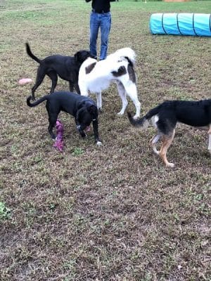 Friends of Beacon Dog Park - Beacon, NY