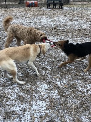Friends of Beacon Dog Park - Beacon, NY