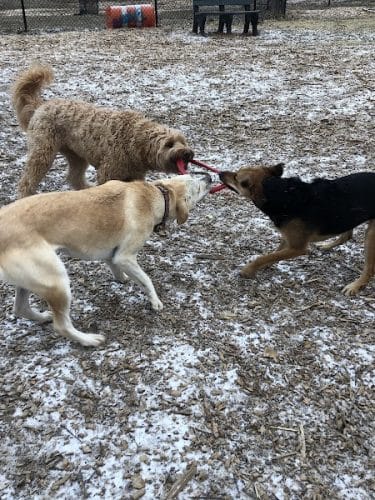 Friends of Beacon Dog Park - Beacon, NY