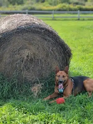 Finger Lakes Dog Park - Beaver Dams, NY