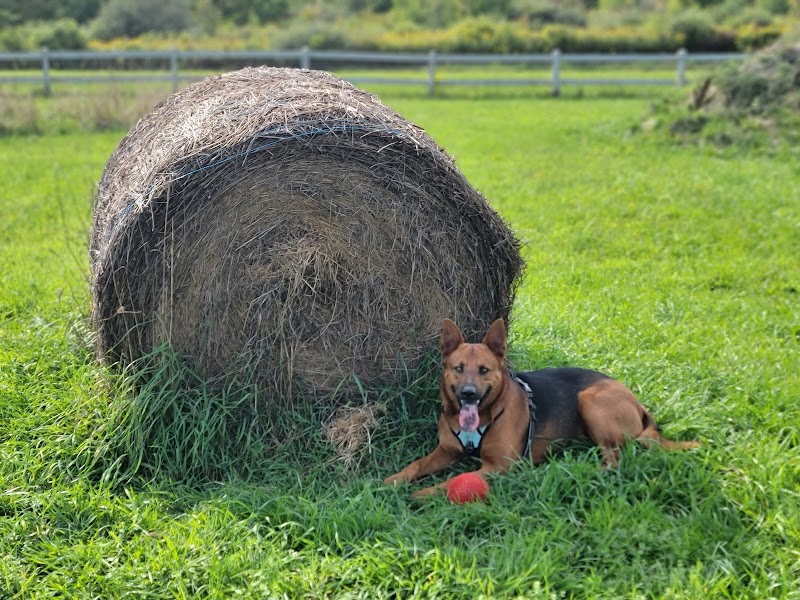 Finger Lakes Dog Park - Beaver Dams, NY