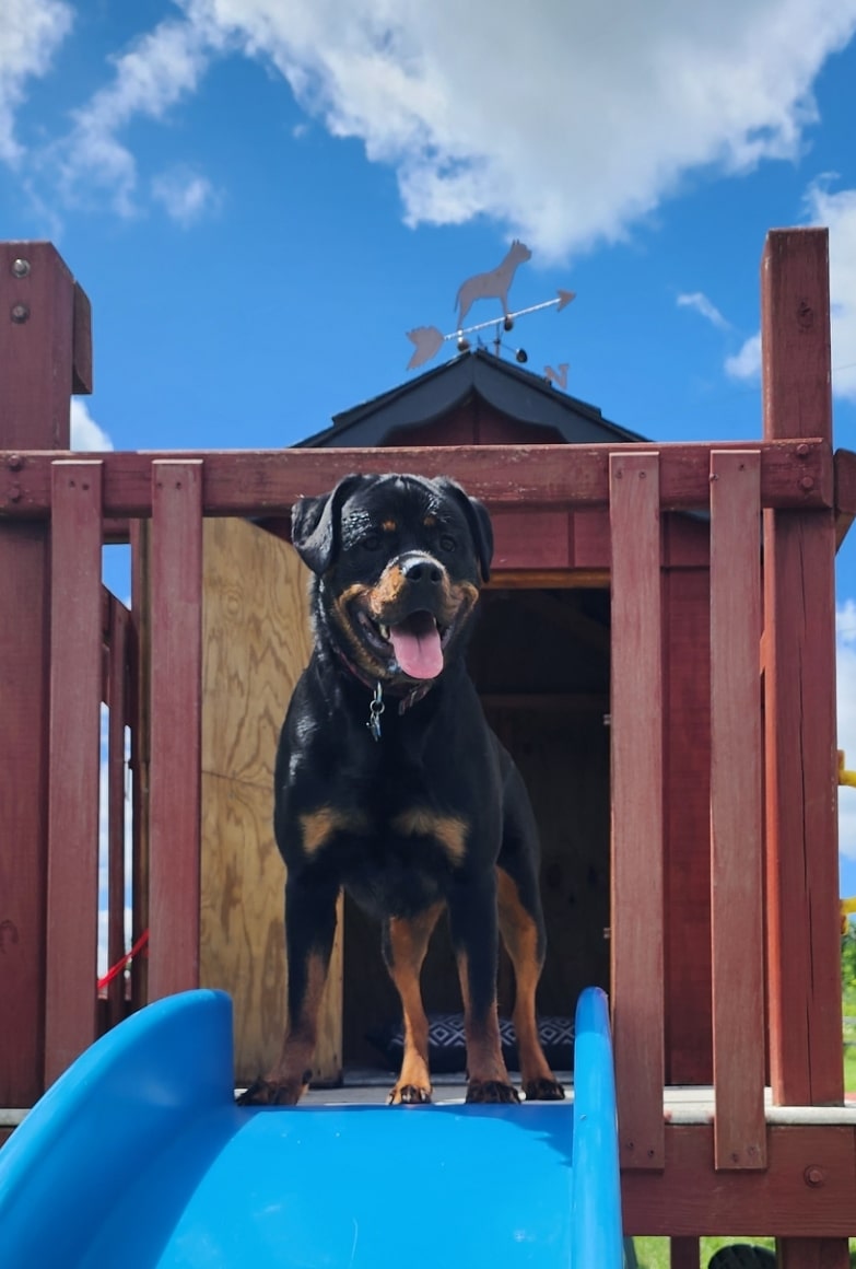 Finger Lakes Dog Park - Beaver Dams, NY