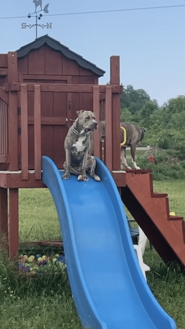 Finger Lakes Dog Park - Beaver Dams, NY