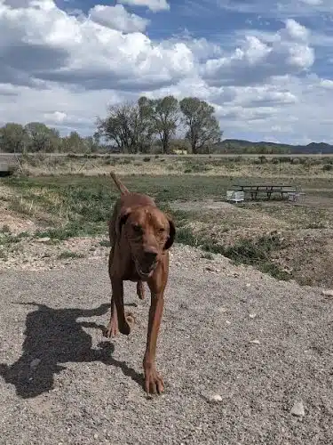 Beaver Dog Park