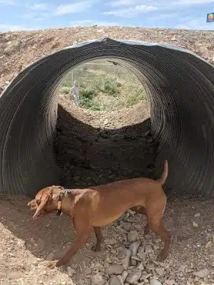 Beaver Dog Park