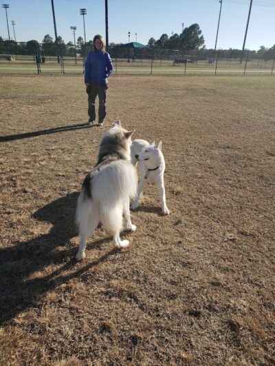 Bedford Bark Park - Bedford, TX