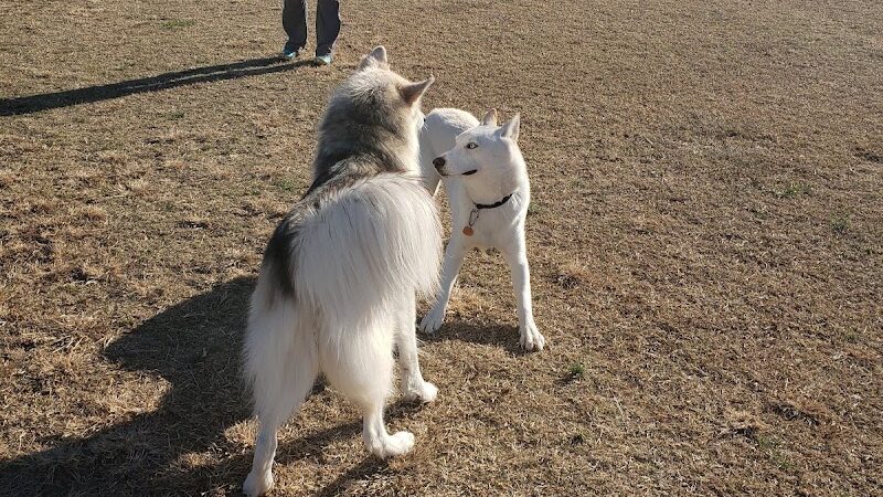 Bedford Bark Park - Bedford, TX