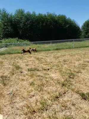 Belfair Bark Park