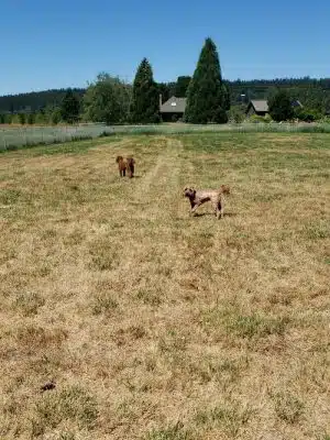 Belfair Bark Park
