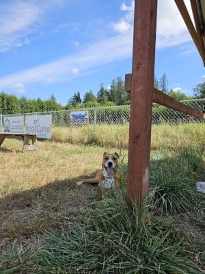 Belfair Bark Park