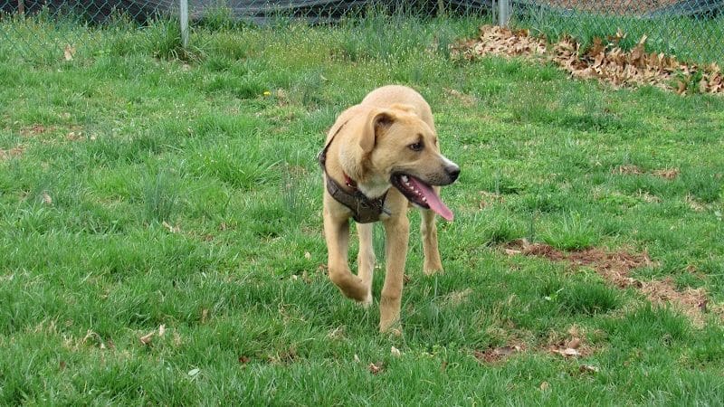 Montgomery Dog Park - Belle Mead, NJ