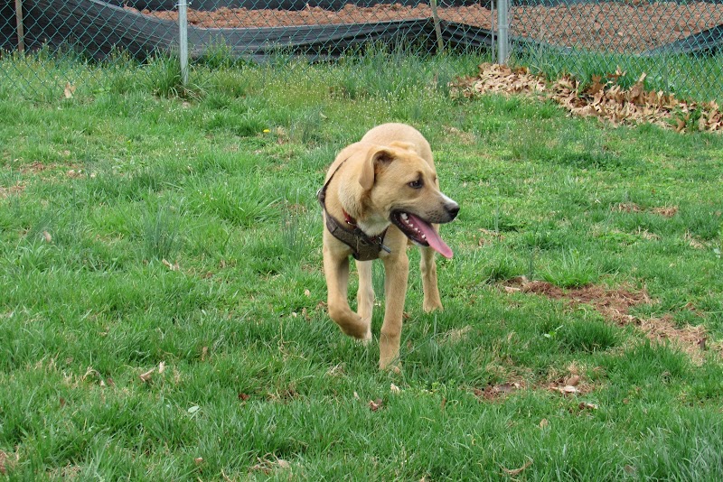 Montgomery Dog Park - Belle Mead, NJ