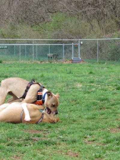 Montgomery Dog Park - Belle Mead, NJ