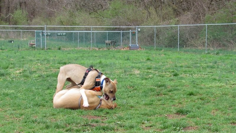 Montgomery Dog Park - Belle Mead, NJ