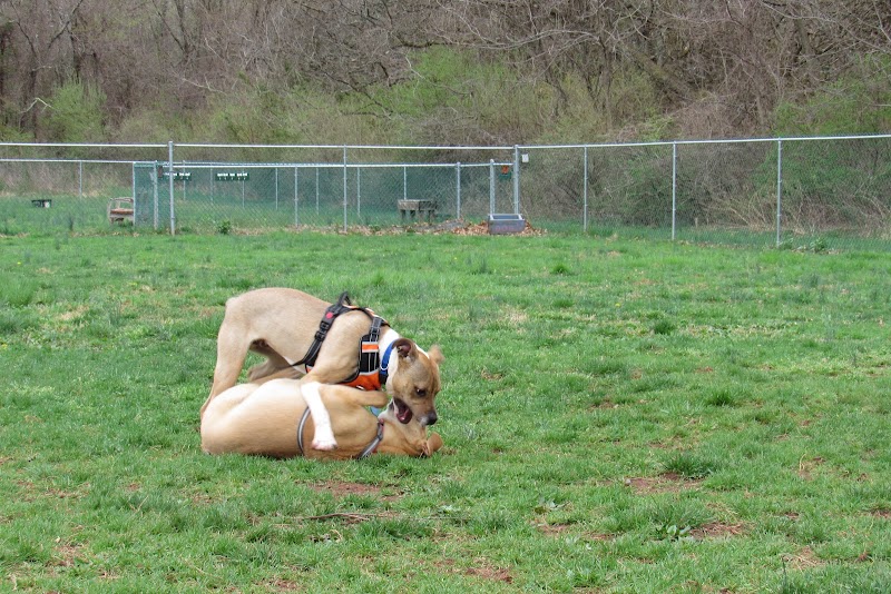 Montgomery Dog Park - Belle Mead, NJ