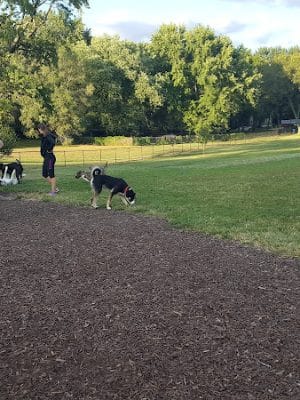 Rotary Dog Park (Member Only) - Belleville, IL